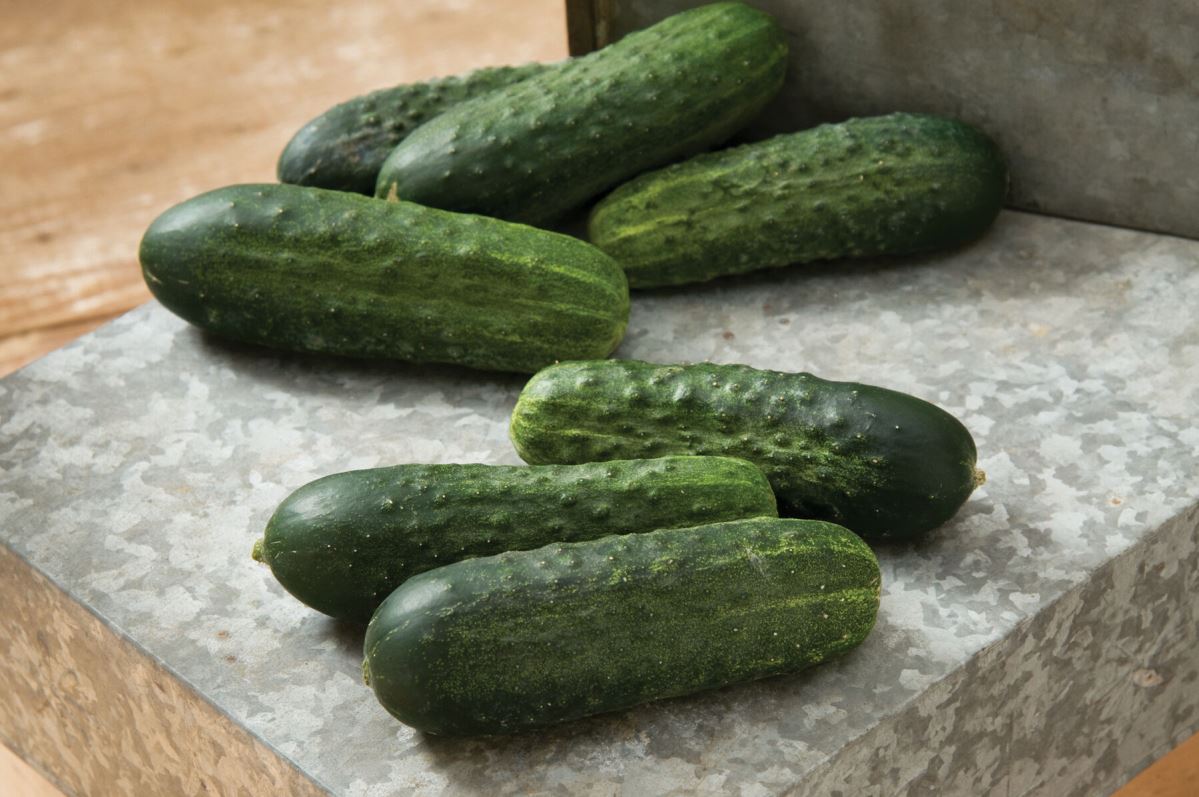 Excelsior – Organic Cucumber Seed
